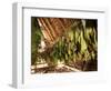 Tobacco Leaves on Racks in Drying Shed, Vinales, Cuba, West Indies, Central America-Lee Frost-Framed Photographic Print