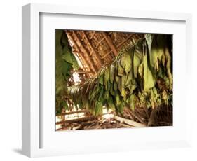 Tobacco Leaves on Racks in Drying Shed, Vinales, Cuba, West Indies, Central America-Lee Frost-Framed Photographic Print