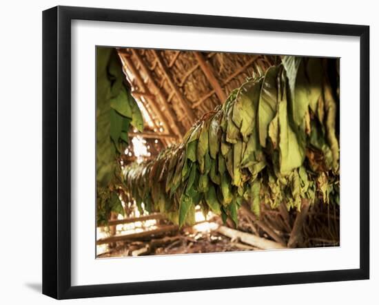 Tobacco Leaves on Racks in Drying Shed, Vinales, Cuba, West Indies, Central America-Lee Frost-Framed Photographic Print