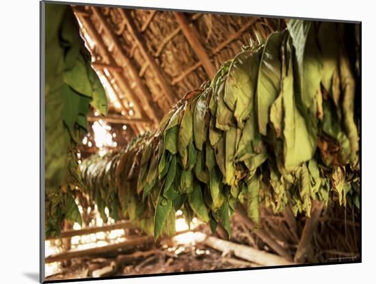Tobacco Leaves on Racks in Drying Shed, Vinales, Cuba, West Indies, Central America-Lee Frost-Mounted Photographic Print
