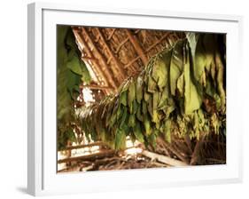 Tobacco Leaves on Racks in Drying Shed, Vinales, Cuba, West Indies, Central America-Lee Frost-Framed Photographic Print