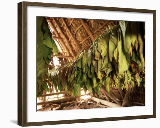 Tobacco Leaves on Racks in Drying Shed, Vinales, Cuba, West Indies, Central America-Lee Frost-Framed Photographic Print