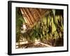 Tobacco Leaves on Racks in Drying Shed, Vinales, Cuba, West Indies, Central America-Lee Frost-Framed Photographic Print