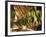 Tobacco Leaves on Racks in Drying Shed, Vinales, Cuba, West Indies, Central America-Lee Frost-Framed Photographic Print