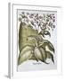 Tobacco plant, 1613-Unknown-Framed Giclee Print