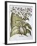 Tobacco plant, 1613-Unknown-Framed Giclee Print