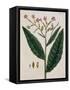 Tobacco Plant-Elizabeth Blackwell-Framed Stretched Canvas