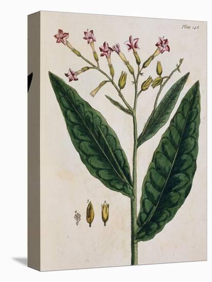 Tobacco Plant-Elizabeth Blackwell-Stretched Canvas