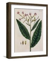 Tobacco Plant-Elizabeth Blackwell-Framed Giclee Print