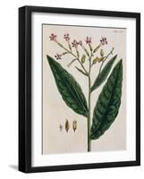 Tobacco Plant-Elizabeth Blackwell-Framed Giclee Print