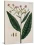 Tobacco Plant-Elizabeth Blackwell-Stretched Canvas