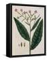 Tobacco Plant-Elizabeth Blackwell-Framed Stretched Canvas