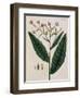 Tobacco Plant-Elizabeth Blackwell-Framed Giclee Print