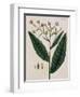 Tobacco Plant-Elizabeth Blackwell-Framed Giclee Print