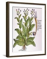 Tobacco Plant-null-Framed Giclee Print