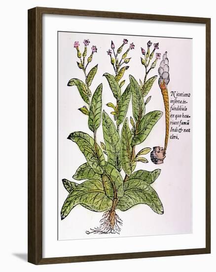 Tobacco Plant-null-Framed Giclee Print