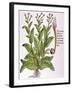 Tobacco Plant-null-Framed Giclee Print