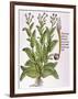 Tobacco Plant-null-Framed Giclee Print