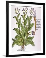 Tobacco Plant-null-Framed Giclee Print