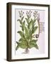 Tobacco Plant-null-Framed Giclee Print