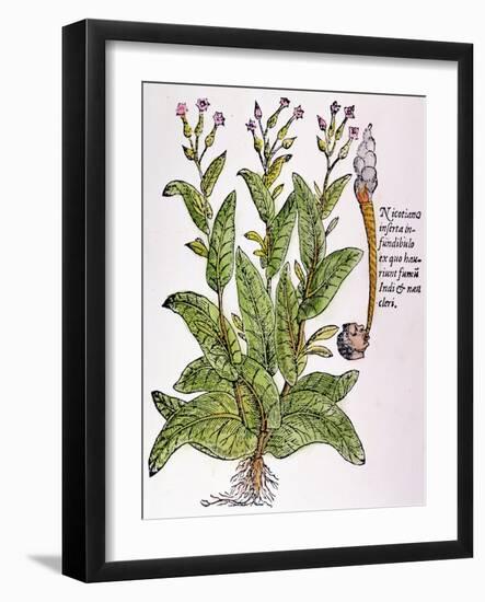 Tobacco Plant-null-Framed Giclee Print