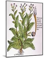 Tobacco Plant-null-Mounted Giclee Print