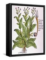 Tobacco Plant-null-Framed Stretched Canvas
