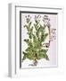 Tobacco Plant-null-Framed Premium Giclee Print