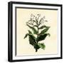 Tobacco Plant-null-Framed Giclee Print