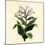Tobacco Plant-null-Mounted Giclee Print