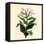 Tobacco Plant-null-Framed Stretched Canvas