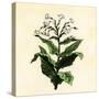 Tobacco Plant-null-Stretched Canvas