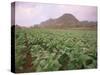Tobacco Plantation, Cuba, West Indies, Central America-Colin Brynn-Stretched Canvas