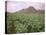 Tobacco Plantation, Cuba, West Indies, Central America-Colin Brynn-Stretched Canvas
