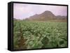 Tobacco Plantation, Cuba, West Indies, Central America-Colin Brynn-Framed Stretched Canvas