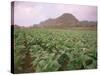 Tobacco Plantation, Cuba, West Indies, Central America-Colin Brynn-Stretched Canvas