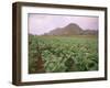 Tobacco Plantation, Cuba, West Indies, Central America-Colin Brynn-Framed Photographic Print