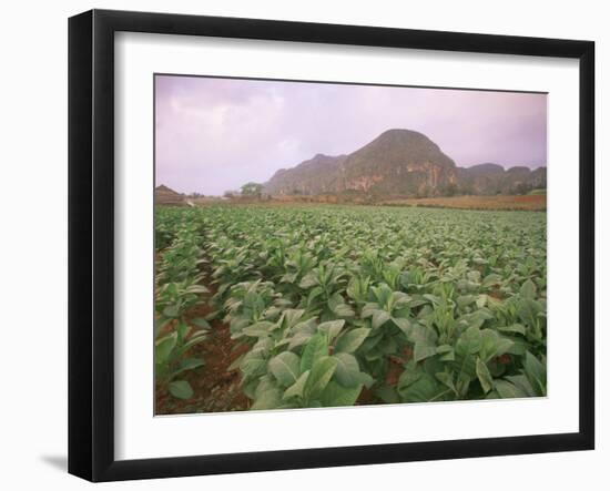 Tobacco Plantation, Cuba, West Indies, Central America-Colin Brynn-Framed Photographic Print