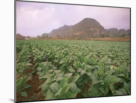 Tobacco Plantation, Cuba, West Indies, Central America-Colin Brynn-Mounted Photographic Print