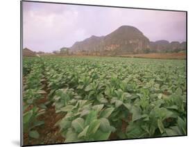 Tobacco Plantation, Cuba, West Indies, Central America-Colin Brynn-Mounted Photographic Print