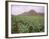 Tobacco Plantation, Cuba, West Indies, Central America-Colin Brynn-Framed Photographic Print