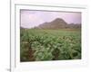 Tobacco Plantation, Cuba, West Indies, Central America-Colin Brynn-Framed Photographic Print