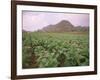 Tobacco Plantation, Cuba, West Indies, Central America-Colin Brynn-Framed Photographic Print