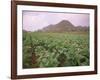 Tobacco Plantation, Cuba, West Indies, Central America-Colin Brynn-Framed Photographic Print