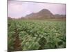 Tobacco Plantation, Cuba, West Indies, Central America-Colin Brynn-Mounted Photographic Print