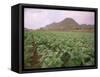 Tobacco Plantation, Cuba, West Indies, Central America-Colin Brynn-Framed Stretched Canvas