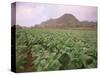 Tobacco Plantation, Cuba, West Indies, Central America-Colin Brynn-Stretched Canvas