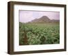 Tobacco Plantation, Cuba, West Indies, Central America-Colin Brynn-Framed Photographic Print