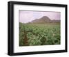 Tobacco Plantation, Cuba, West Indies, Central America-Colin Brynn-Framed Photographic Print