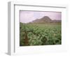 Tobacco Plantation, Cuba, West Indies, Central America-Colin Brynn-Framed Photographic Print